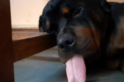 つい、出来心で…眠れるロットワイラーの舌をひっぱってみた飼い主さん