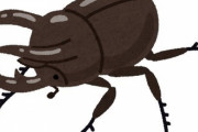 カブトムシを育てるやつ←結構いる、クワガタ←いる タランチュラ←たまにいる 蝶々←いない