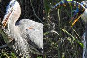 【動画あり】ワニの赤ちゃんがアオサギによって丸呑みにされる光景　米フロリダ州で撮影される