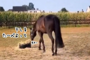 馬なのに「モゥ！」干し草を食べようとしたら、まさかのどっきり