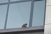 ビルの窓の外でネコが立ち往生していた。フォークリフトで救出だ！ → 結果…
