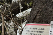 行政が老朽化により倒木の危険性のある桜の伐採を決定→市民から「綺麗な桜を伐採しないでください」とクレーム