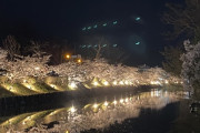 夜桜見て帰宅