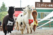 外国人「おい日本ではアルパカダービーというレースがあるらしいぞ！」