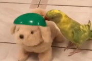 オモチャの犬に遊んでもらいたいワカケホンセイインコの幼鳥が純真で愛らしい
