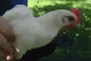 このニワトリ凄すぎワロタｗｗｗｗｗ