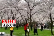 【動画あり】中国で桜の木を揺するインフルエンサーが大問題に