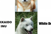 外国人「日本には柴犬に似てる犬種がこんなにいるらしい！」