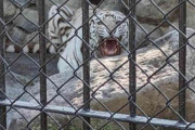 「傘が苦手です」注意あるのに日傘差し...ホワイトタイガー吠え出す　東武動物公園でマナー違反指摘