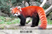 世界最高民族のレッサーパンダ