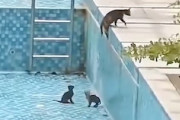 【動画】子猫たちに辛抱強くジャンプを教える母ネコ。