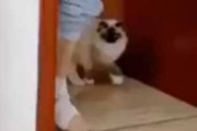【ネコ】 飼い主が足をケガした。跳ねながら部屋の中を移動する → 猫はこうなる…