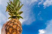 台湾パイナップルが中国で禁輸になったから日本に流れてくるらしいけど皆買うよね？