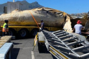 【動画】南アフリカの漂着クジラ処理方法、ダイナミックスすぎるｗｗｗｗｗｗｗｗ