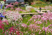 海外「桃の木に囲まれた日本の小さな村に住みたい」日本の満開のしだれ桃を撮影した動画が話題に（海外の反応）