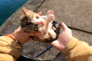 【感動】YouTuber、海で釣りをしていたところ偶然にも海面に浮かんでいる子猫を発見→救助して71万再生