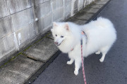 いま犬の散歩してる