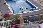 こう暑くっちゃよう。犬が塀を乗り越えて隣の家のプールに侵入！飼い主が連れ帰ろうとするも拒否