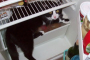 【ねこ画像】冷蔵庫に飛び込む、爪とぎ柱が・・・ ほか