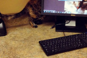 【ねこ画像】ＰＣモニターの後ろに入ろうとする猫さん…壁紙のせいで錯覚しそうになりますねwww