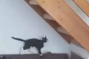ネコが階段を見上げていた。何をするのかな？ あらよっと♪ → 猫はこうした…