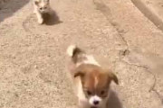 子ネコと子犬がトコトコやってくる。みんな可愛い私の子だよ → どちらも育てる母猫はこちらです…
