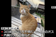 猫の異様な死体見つかる…腹切り内臓を出される【三重】