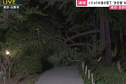 東京・日野市の歩道で折れたイチョウの枝の下敷きになった男性が死亡