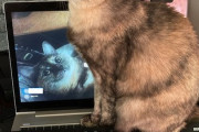 部長の表示画面には猫がかわるがわる現れる風景が映し出されていた