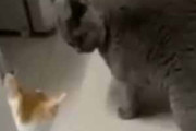 ２匹のネコが見合っていた。若い猫が立ち上がって威嚇する！ → 貫禄猫はこうした…