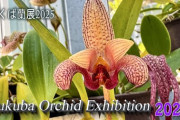 つくば蘭展2025、希少なランを15のユニットで紹介 海外視聴者も花の美しさに注目した