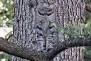 猫みたいな模様の木、見つかる