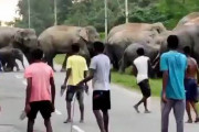 【観覧注意】ゾウを煽ったインド人、踏み潰されてしまう・・・【動画】