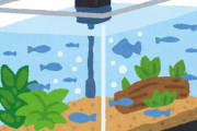 水槽で簡単に飼える生き物おる？