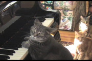 【再掲】【動画】 ピアノ猫