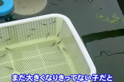 メダカ10匹飼ってたんだが先月から50匹になった