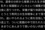 【悲報】北海道で家畜を荒らし回ったヒグマ「OSO18」、ただの弱者オスだった…