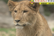 「お前…女だったのか…」動物園の♂ライオン、♀だった (X)