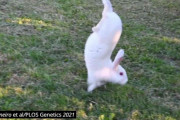 ウサギに「逆立ち歩き」させてしまう遺伝子が判明？