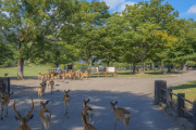 【中国の反応】中国人「奈良公園に鹿の王が現れたぞ！」