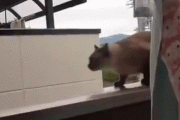 ネコちゃん、５Fから飛び降りてもノーダメージ