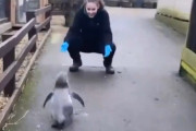 ペンギンさん、飼育員に駆け寄る【動画】