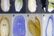 ⾼純度の砂糖を⽣産する「砂糖イネ」の開発に成功－砂糖きび、砂糖大根（甜菜）に続く、「第３の製糖作物」を作成