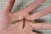 【画像】日本の田舎に生息する『ガガンボ』、昆虫界上位のキモさだと話題にｗｗｗｗｗｗｗｗｗｗｗｗ