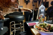 【ねこ画像】お店のレジでお客さんをお出迎えする猫さん…これは立派な看板猫さんですねwww