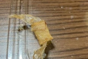 【異物混入】大戸屋の「唐揚げ」に絆創膏が混入「Uber Eats経由で頼まれたので返品は不可」と対応し物議