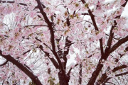 いい天気だから河津桜が咲き始めた公園に来た‼