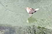 【動画】なんて鳥？氷水に潜って小魚を捕る小さなトリがかわいい！