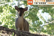 【悲報】千葉県、謎の生物が爆発的に繁殖し非常事態
