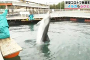 ◆無観客◆イルカショー　再開の日に向け練習に励む